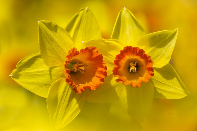 Обои картинки фото цветы, нарциссы, нарцисс, лепестки, цветок, фон