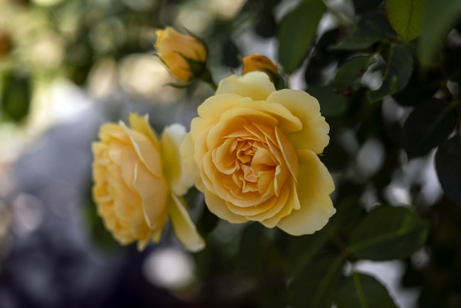 Обои картинки фото цветы, розы, лепестки, бутон