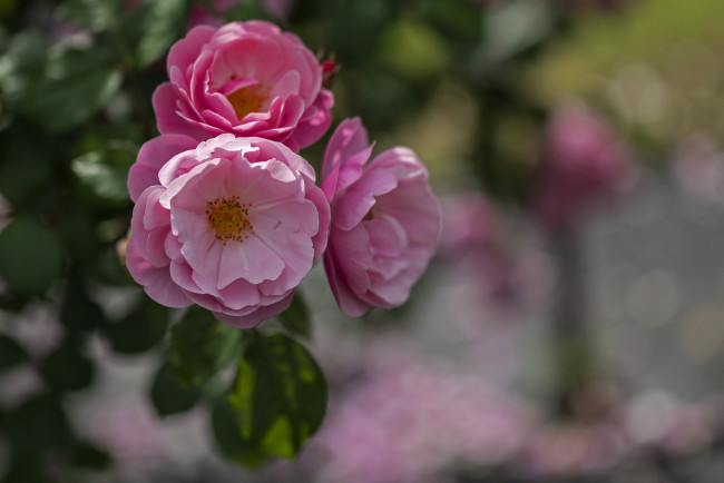 Обои картинки фото цветы, розы, лепестки, бутон