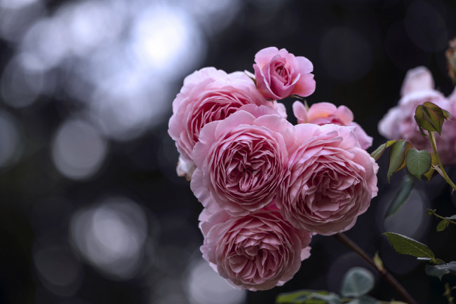 Обои картинки фото цветы, розы, лепестки, бутон