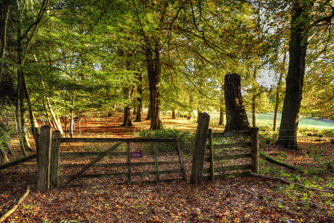 Обои картинки фото природа, лес, простор