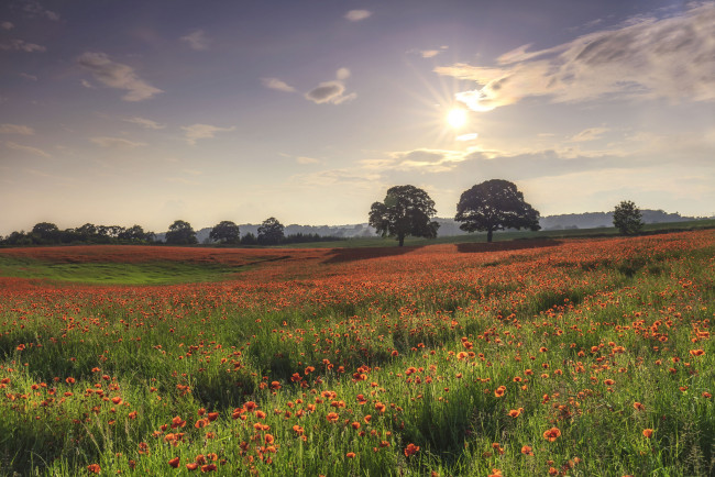 Обои картинки фото природа, поля, простор