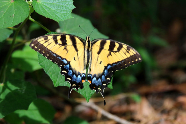 Обои картинки фото животные, бабочки,  мотыльки,  моли, бабочка