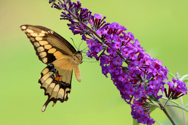 Обои картинки фото животные, бабочки,  мотыльки,  моли, бабочка