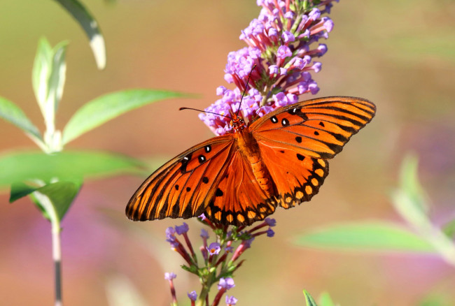 Обои картинки фото животные, бабочки,  мотыльки,  моли, бабочка