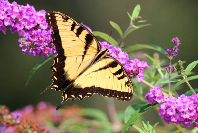 Обои картинки фото животные, бабочки,  мотыльки,  моли, бабочка