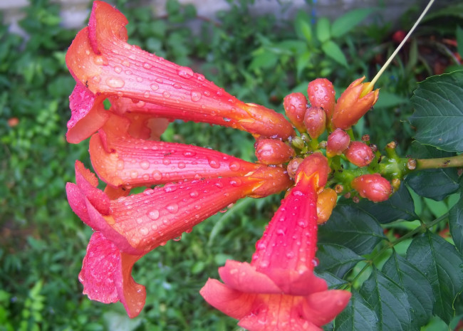 Обои картинки фото цветы, кампсис , текома, рыжие