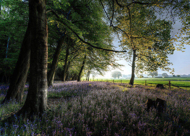 Обои картинки фото природа, лес, простор