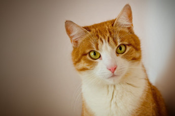 Картинка животные коты кот рыжий взгляд