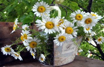 Картинка цветы ромашки белые