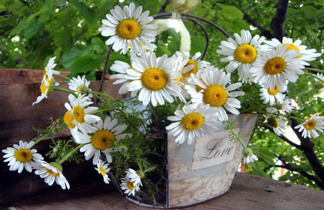 Обои картинки фото цветы, ромашки, белые