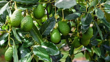 Картинка природа плоды авокадо