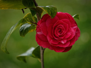 обоя цветы, камелии, красный