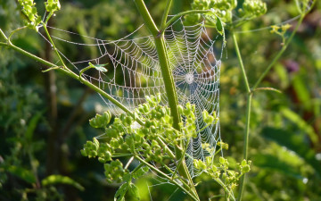 Картинка природа макро паутина