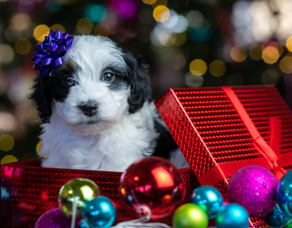 Обои картинки фото животные, собаки, новый, год