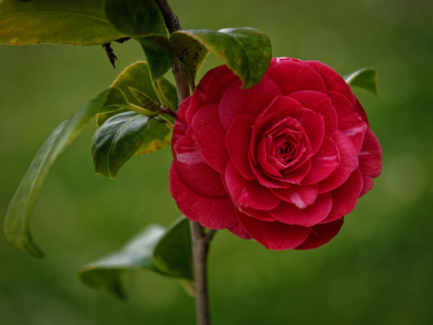 Обои картинки фото цветы, камелии, красный