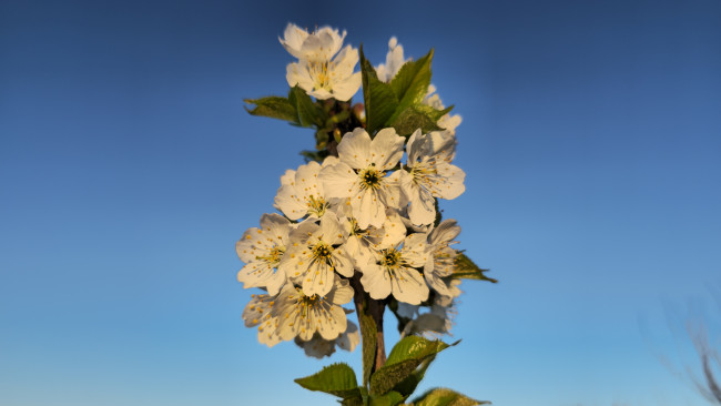 Обои картинки фото цветы, сакура,  вишня, весна, 2024