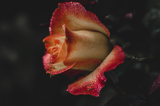 Обои картинки фото цветы, розы, цветок