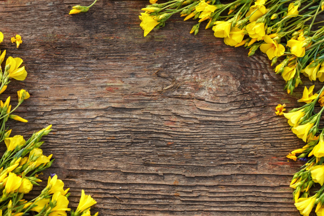 Обои картинки фото цветы