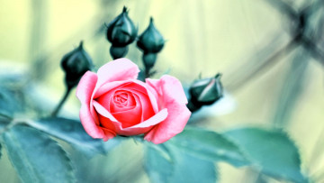обоя цветы, розы, роза, розовая, бутоны, ветка, листья