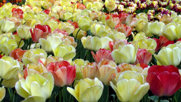 обоя цветы, тюльпаны, поле