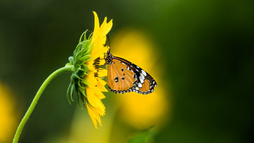 обоя животные, бабочки,  мотыльки,  моли, цветок, желтый, бабочка
