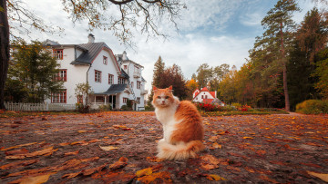 Картинка животные коты кот кошак котяра