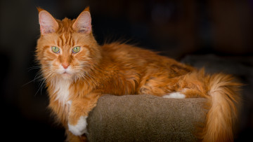 Картинка животные коты кот кошка