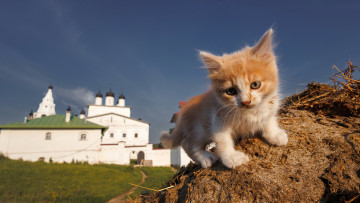 Картинка животные коты котенок кот кошак котяра