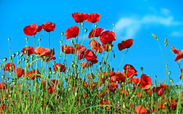 обоя цветы, маки, красные, поле