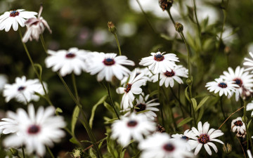 обоя цветы, ромашки, белые, луг
