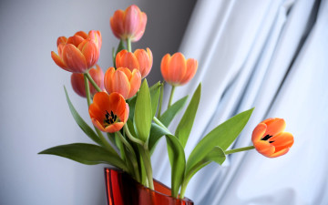 обоя цветы, тюльпаны, ваза, шторы