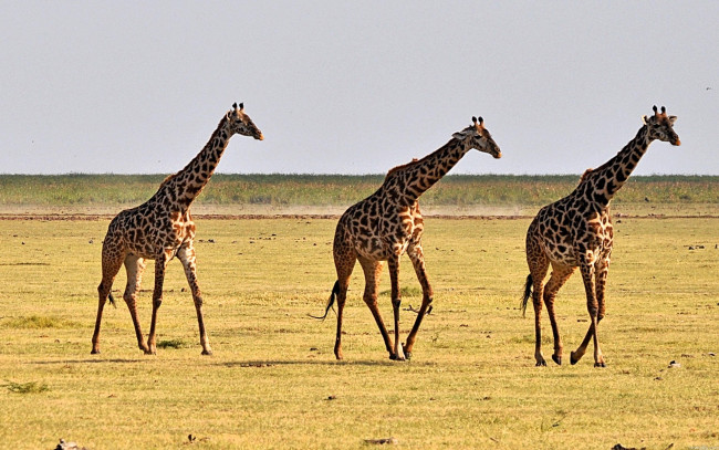 Обои картинки фото животные, жирафы, саванна