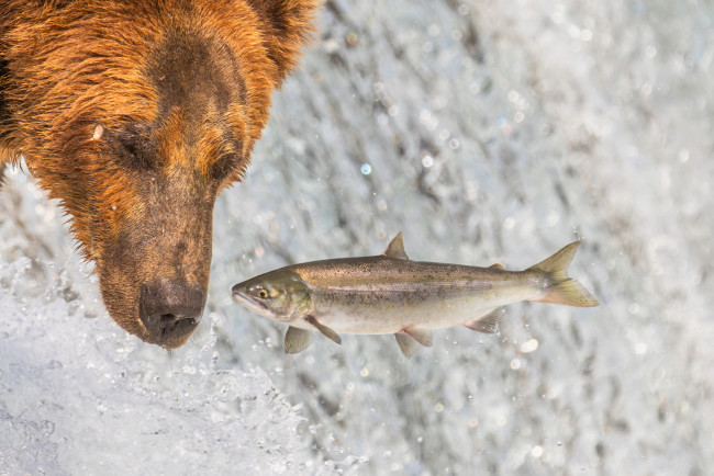 Обои картинки фото животные, медведи, медведь