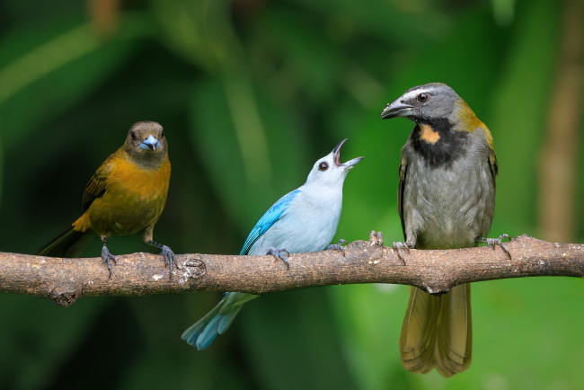 Обои картинки фото животные, птицы