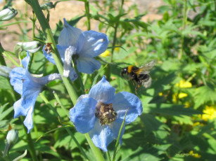 Картинка полет шмеля цветы дельфиниум