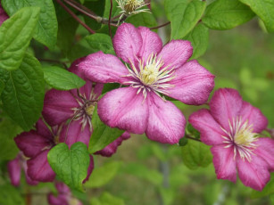 Картинка цветок цветы клематис ломонос