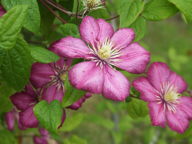 Обои картинки фото цветок, цветы, клематис, ломонос