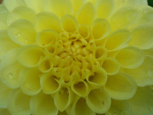 обоя цветы, георгины