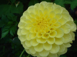 обоя цветы, георгины