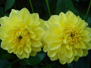 Картинка цветы георгины