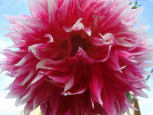 Картинка цветы георгины