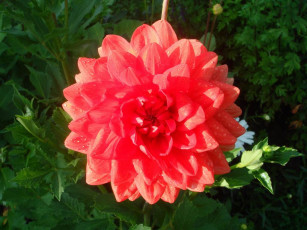 Картинка цветы георгины