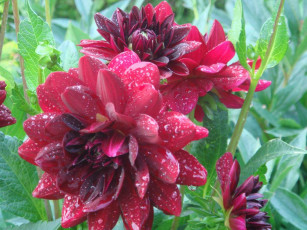 Картинка цветы георгины