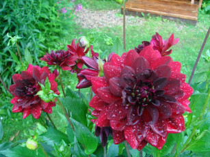 Картинка цветы георгины