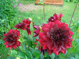 обоя цветы, георгины