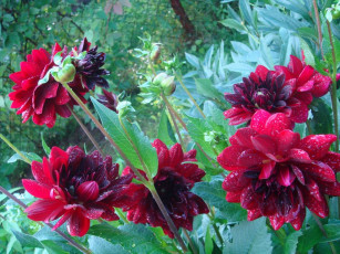 Картинка цветы георгины