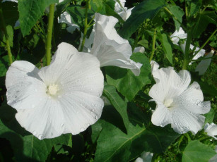 Картинка цветы лаватера