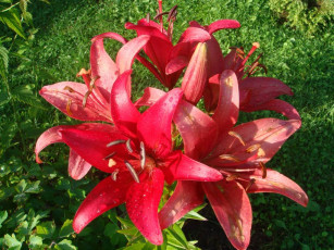 Картинка цветы лилии лилейники