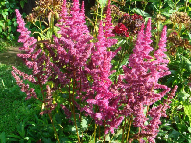 Обои картинки фото цветы, астильбы